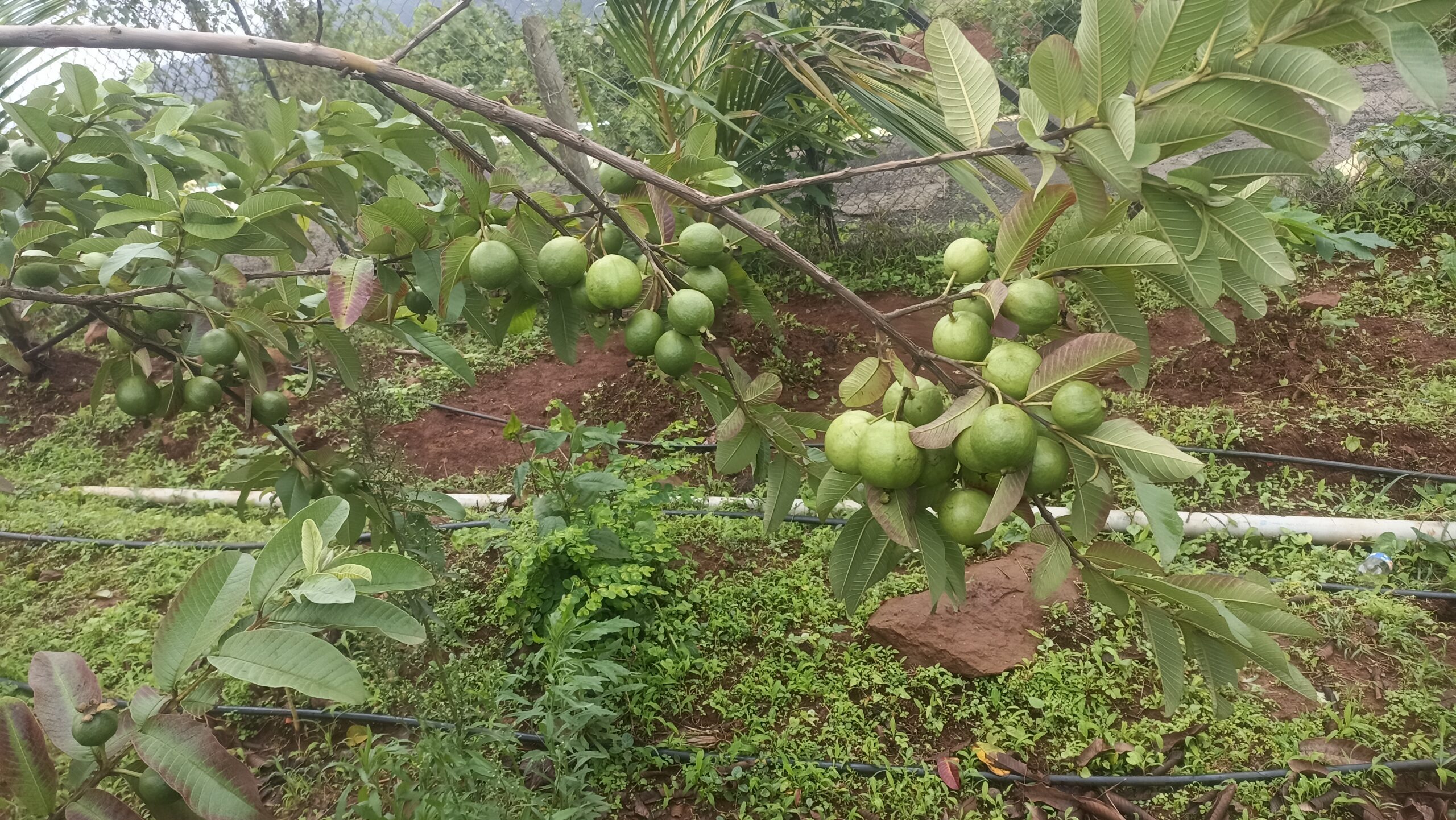 Fruit Orchard 2